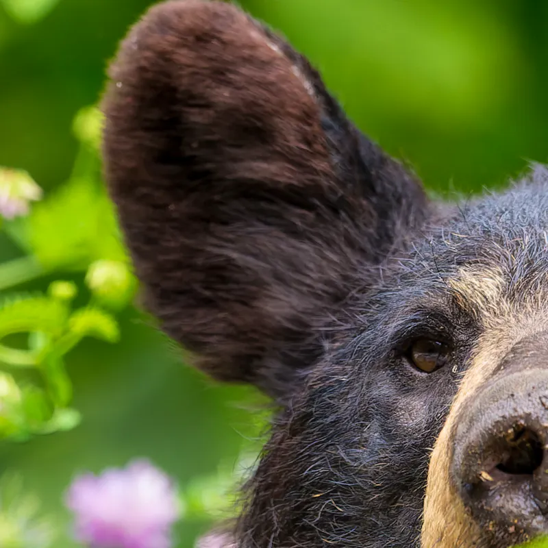 Member Center Defenders Of Wildlife member-center-defenders-of-wildlife